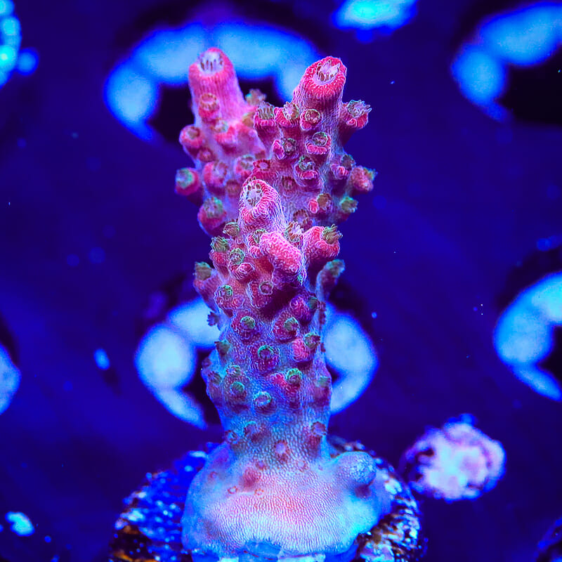 TSA Tesla Acropora Coral