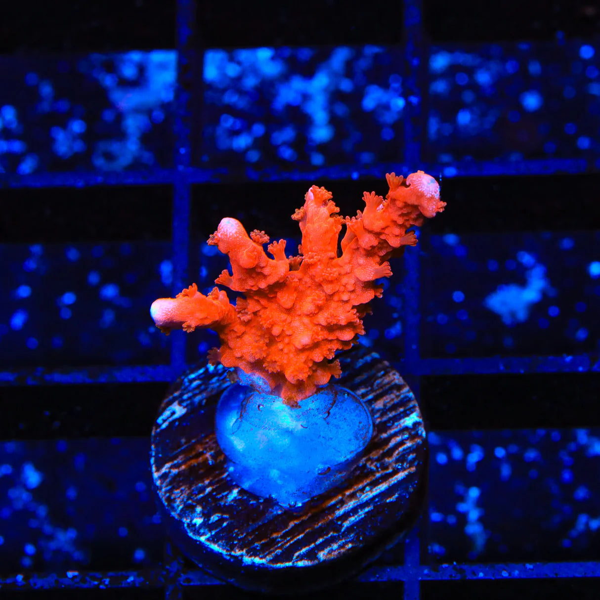 ACI Manila Spy Montipora Coral