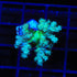 Neon Green Kenya Tree Leather Coral
