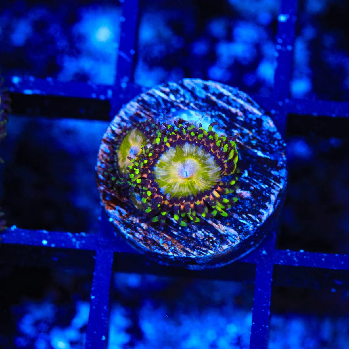 TSA Kaleidoscope Zoanthids Coral