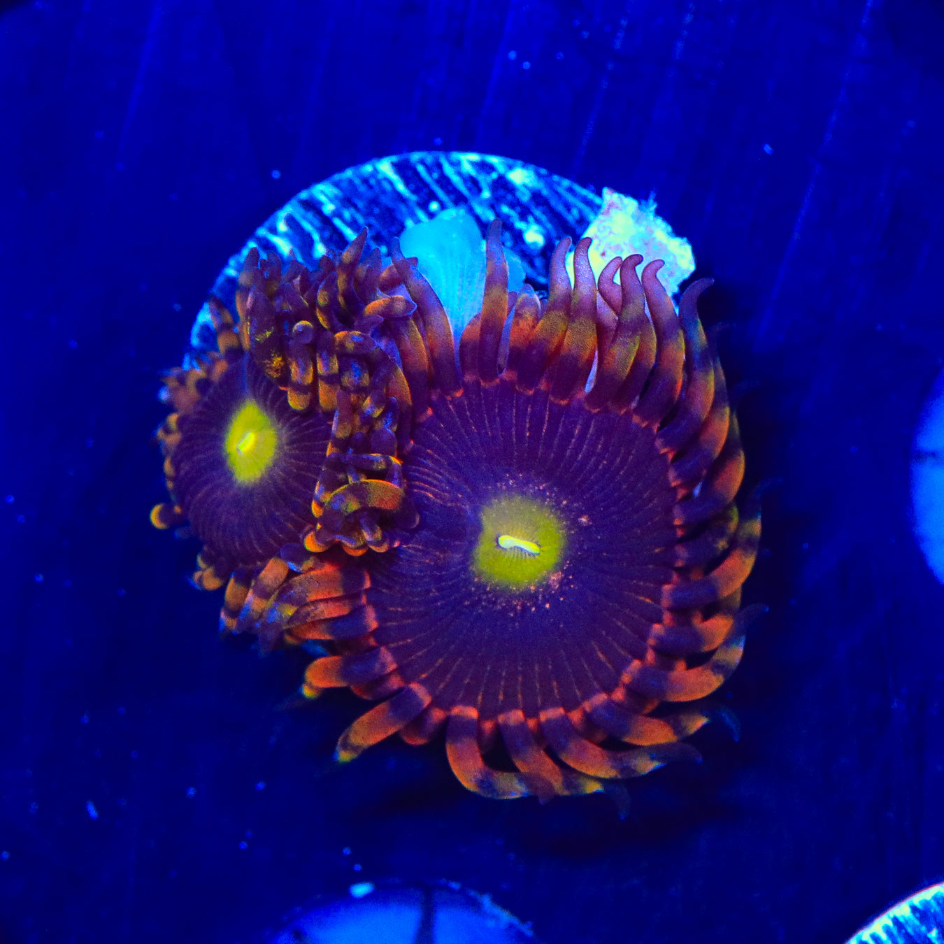 TSA Pinwheel Zoanthids