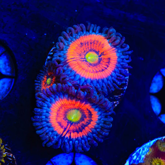Gobstoppers Zoanthids Coral