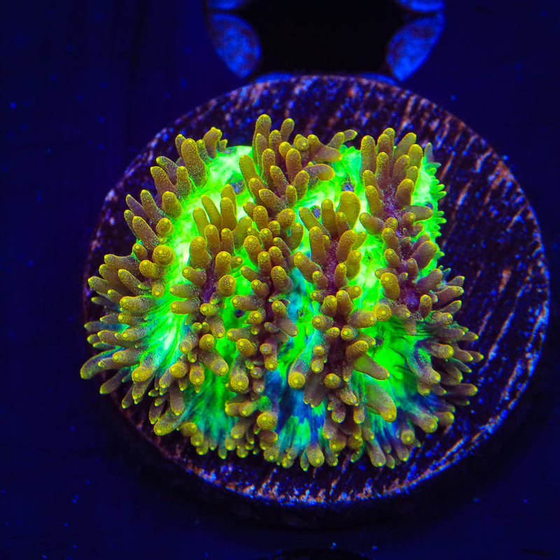 TSA Gamma Knife Hydnophora Coral