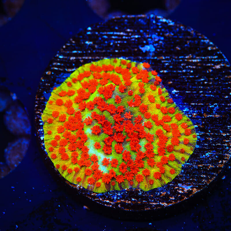 TSA Chili Pepper Montipora Coral