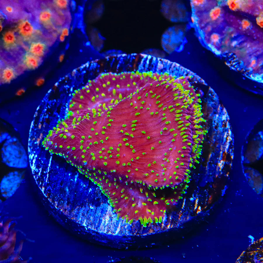 JF Freak Hair Lithohpyllon Coral
