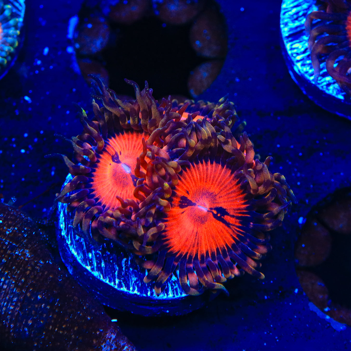 Bloodsuckers Zoanthids Coral