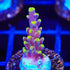 TSA Purple Rain Acropora Coral