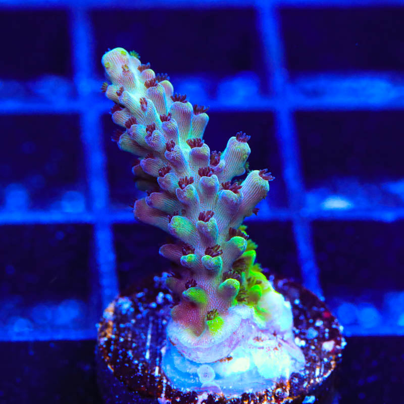 Greg Hiller's Aqua Delight Acropora Coral