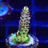 TSA Rainbow Sherbert Acropora Coral