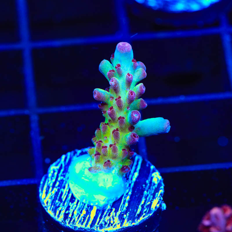 Vivid's Rainbow Delight Acropora Coral