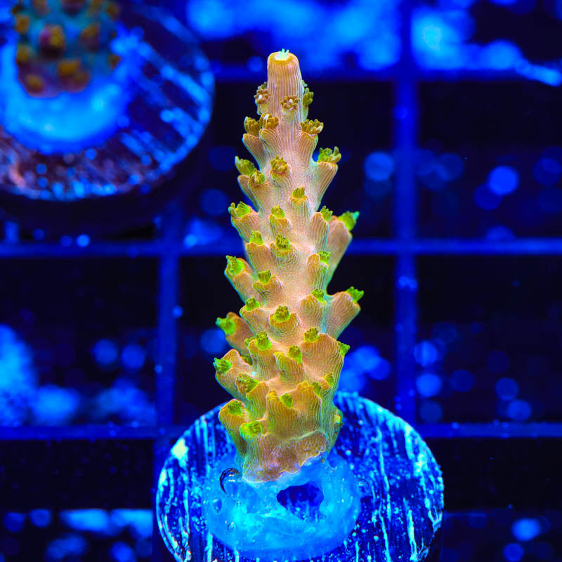 TGC Orange Creamsicle Acropora Coral