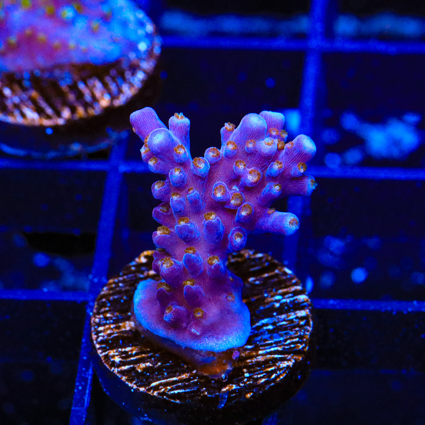 ARC Fireworks Acropora Coral