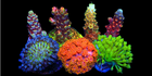 Variety Frag Pack T3