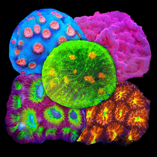 LPS Frag Variety Pack - Beginner