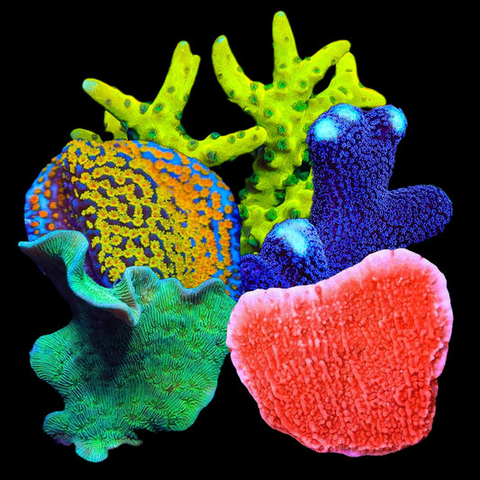 SPS Frag Variety Pack - Beginner (Distribution)
