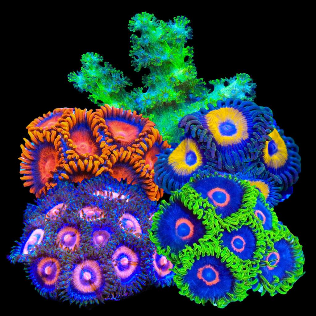 Soft Frag Variety Pack - Beginner