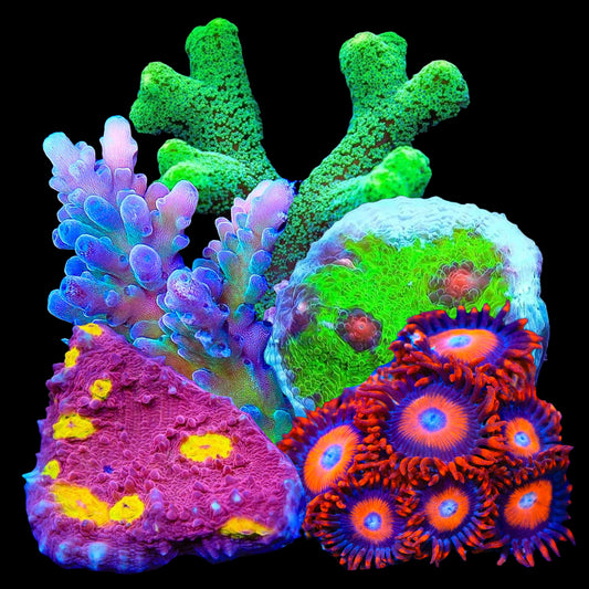 Mixed Frag Variety Pack - Beginner
