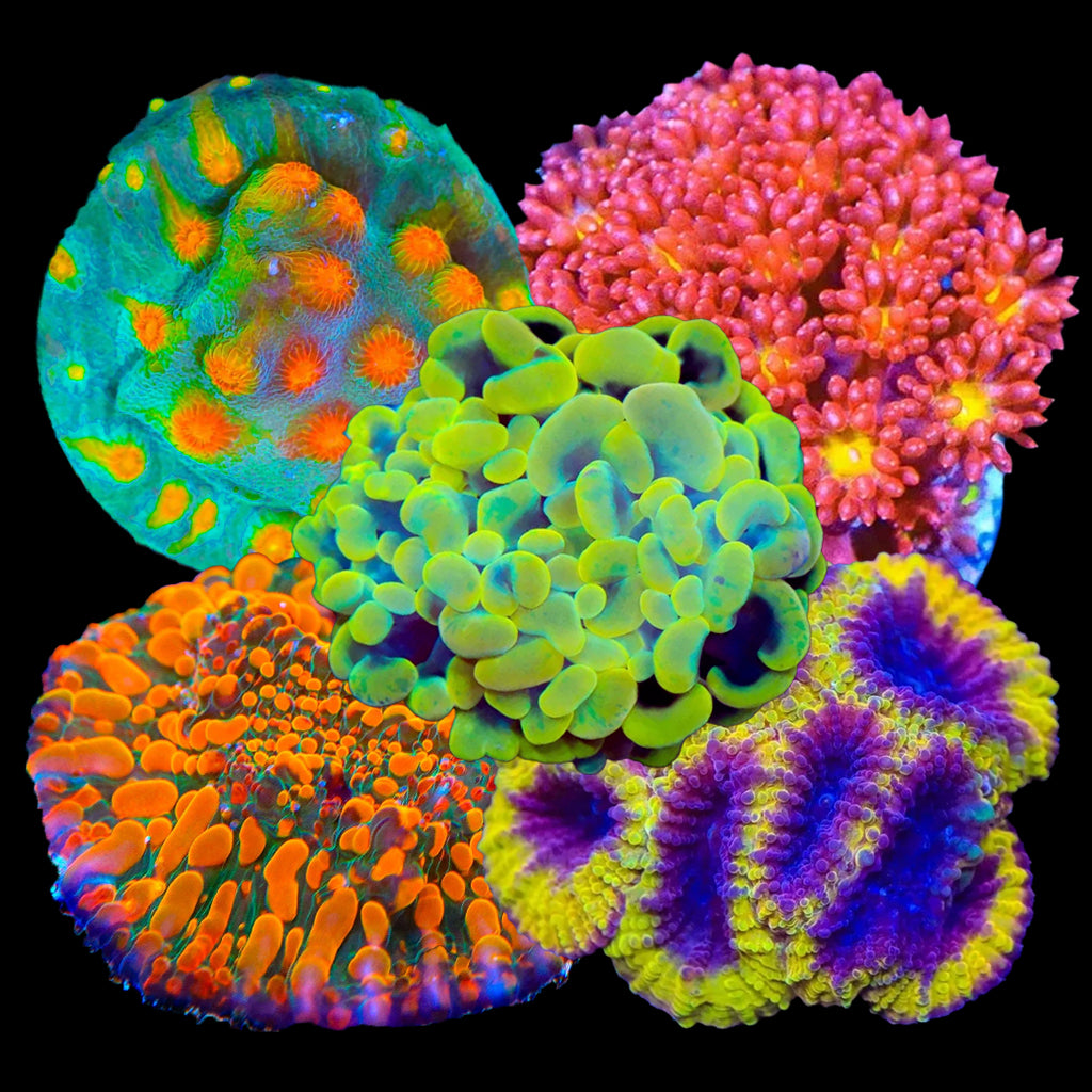 LPS Frag Variety Pack - Premium