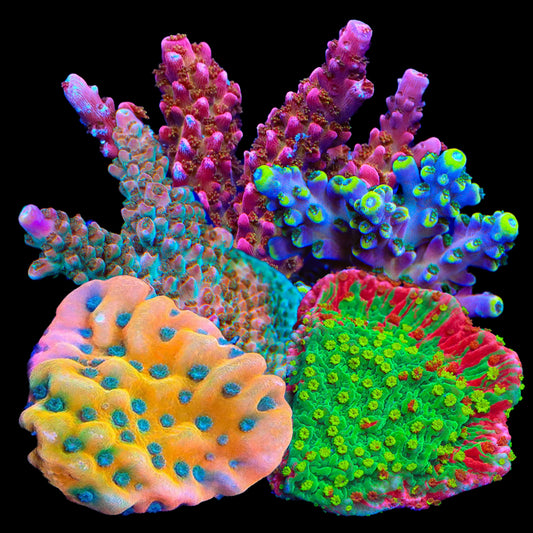SPS Frag Variety Pack - Premium