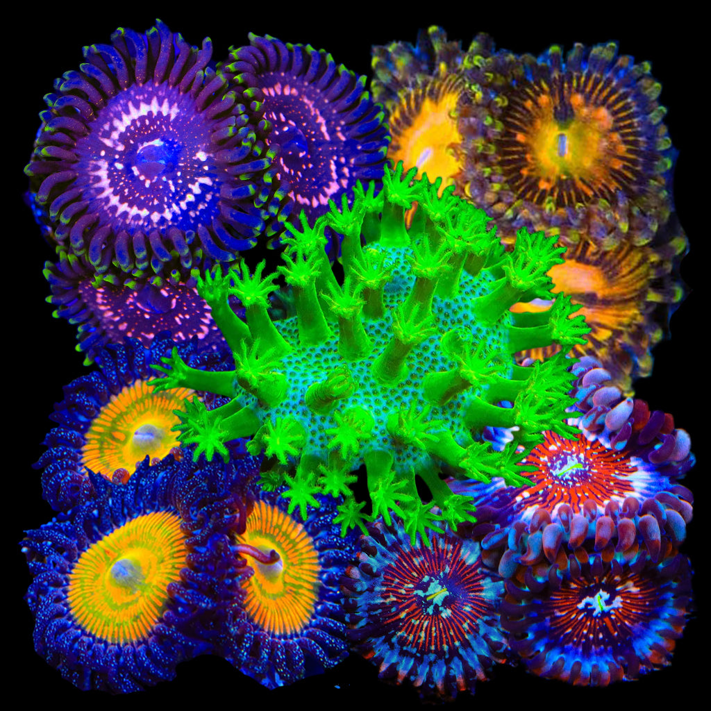 Soft Frag Variety Pack - Premium