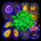 Soft Frag Variety Pack - Premium