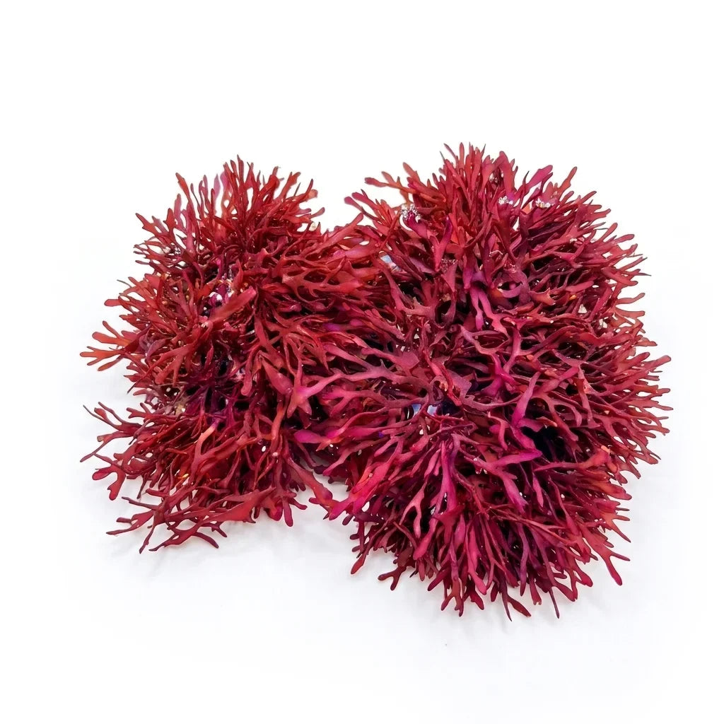 Pom Pom Gracilaria Macroalgae - Reef Genetics