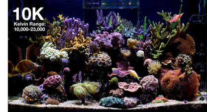 ReefLED G2 170 LED Light Fixture - Red Sea