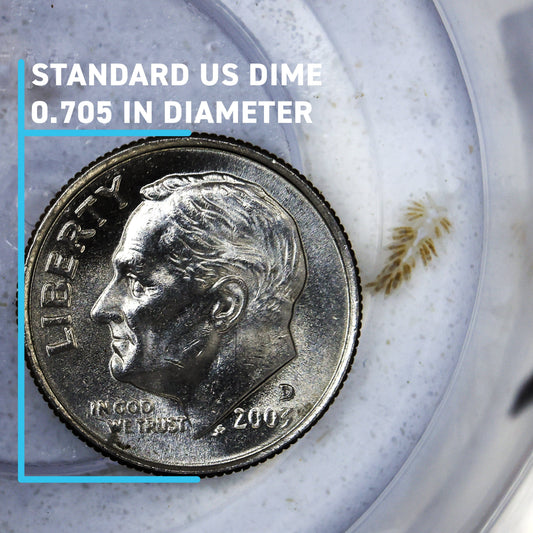 Berghia Nudibranch - Aiptasia Destroyers - Reef Genetics