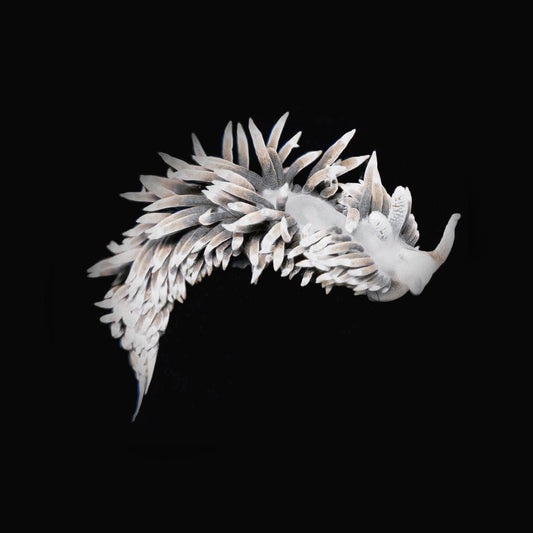 Berghia Nudibranch - Aiptasia Destroyers - Reef Genetics