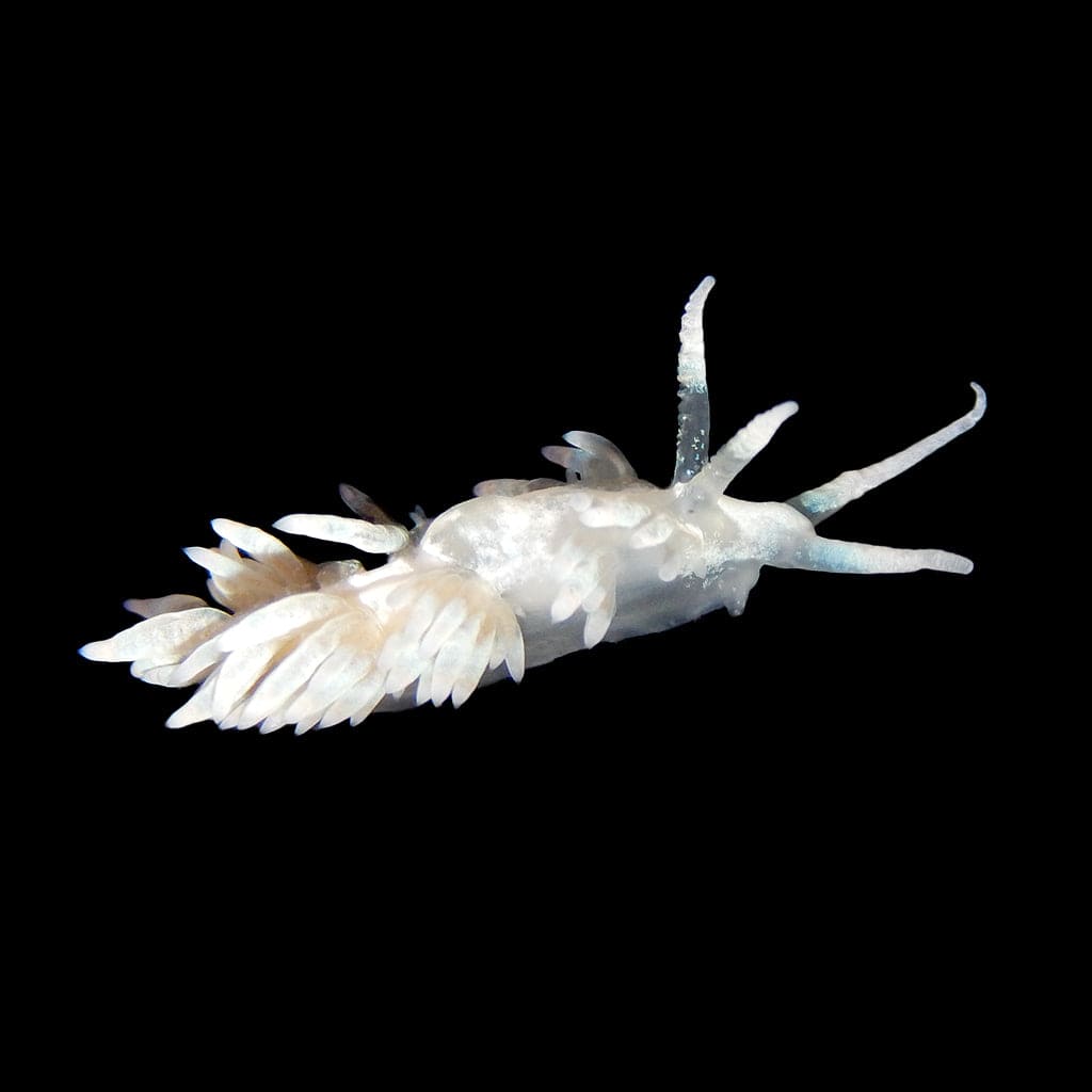 Berghia Nudibranch - Aiptasia Destroyers - Reef Genetics