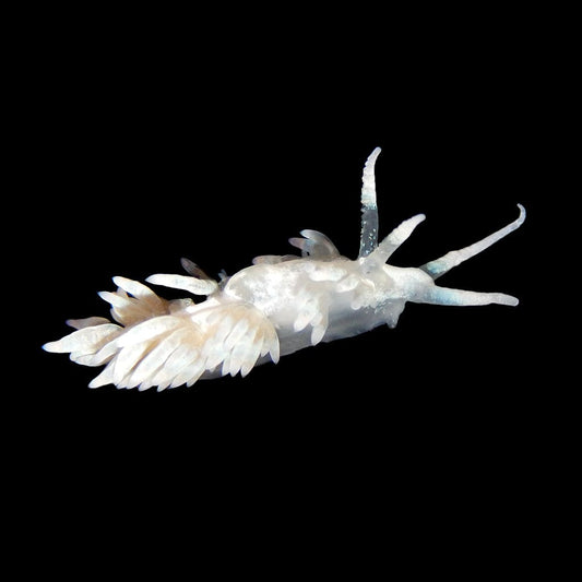 Berghia Nudibranch - Aiptasia Destroyers - Reef Genetics