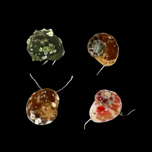 Collonista Snail - Reef Genetics