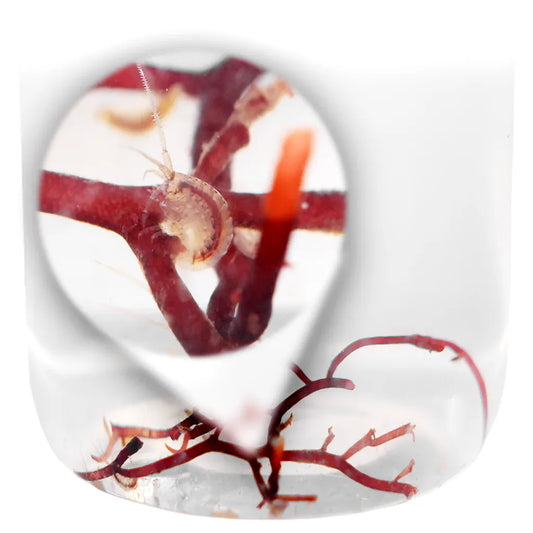 Amphipods - Reef Genetics