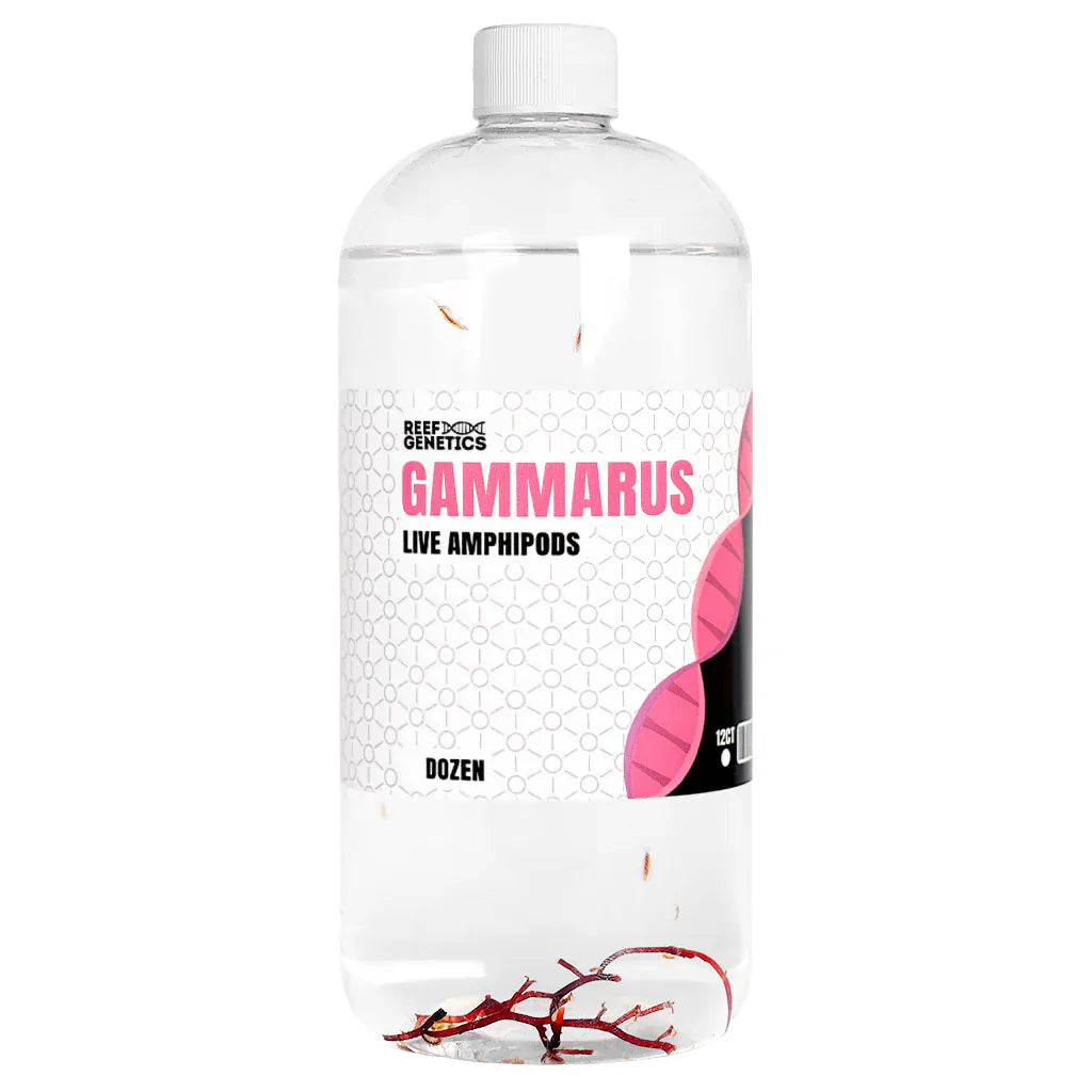 Amphipods - Sustainably Aquacultured