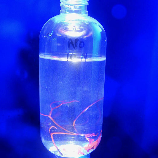 Live Mixed Copepods - Reef Genetics