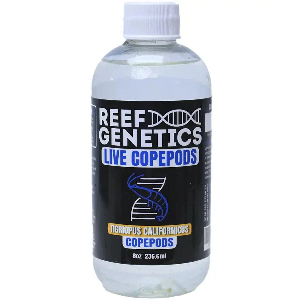 Live Tigriopus Copepods (Tigriopus californicus) - Reef Genetics
