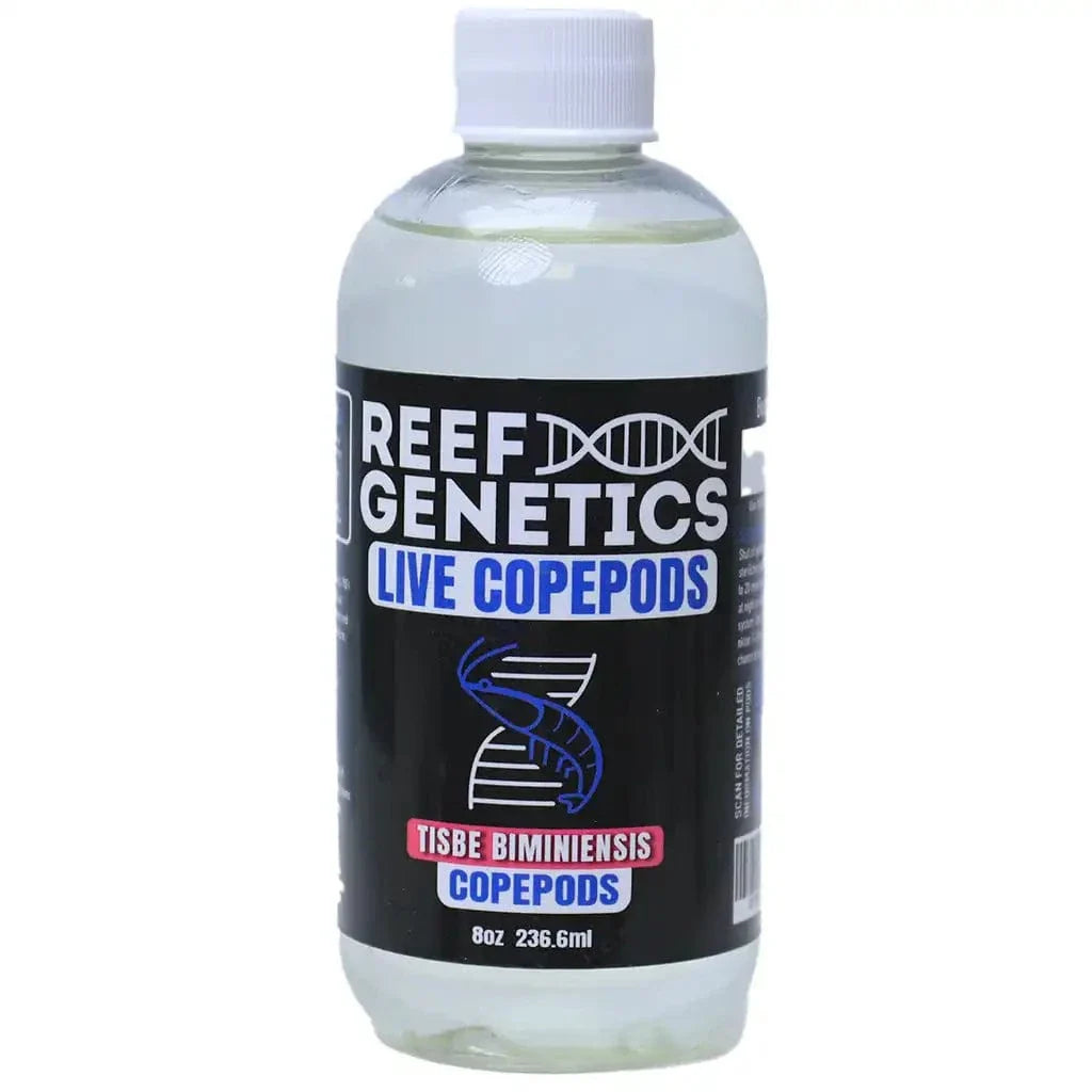 Live Tisbe Copepods (Tisbe biminiensis) - Reef Genetics