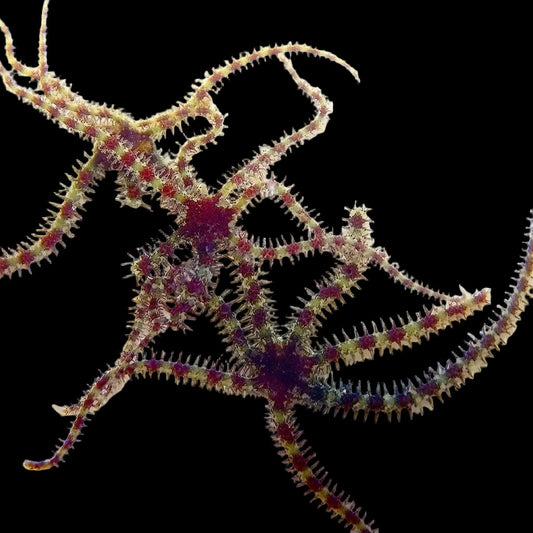 Micro Brittle Starfish - Reef Genetics