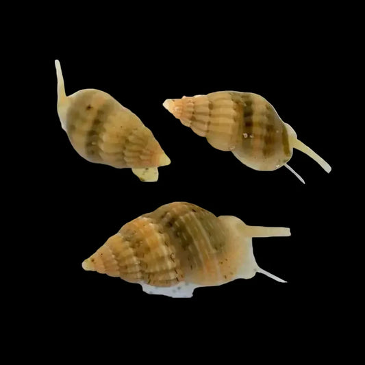 Mini Nassarius Snail - Reef Genetics