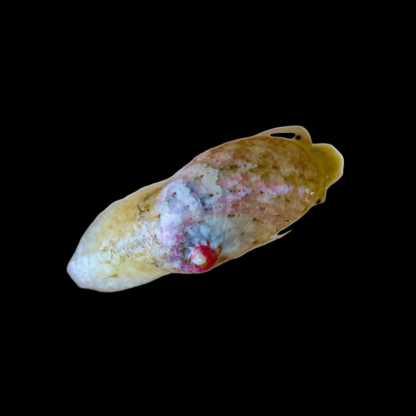 Stomatella Snail - Reef Genetics