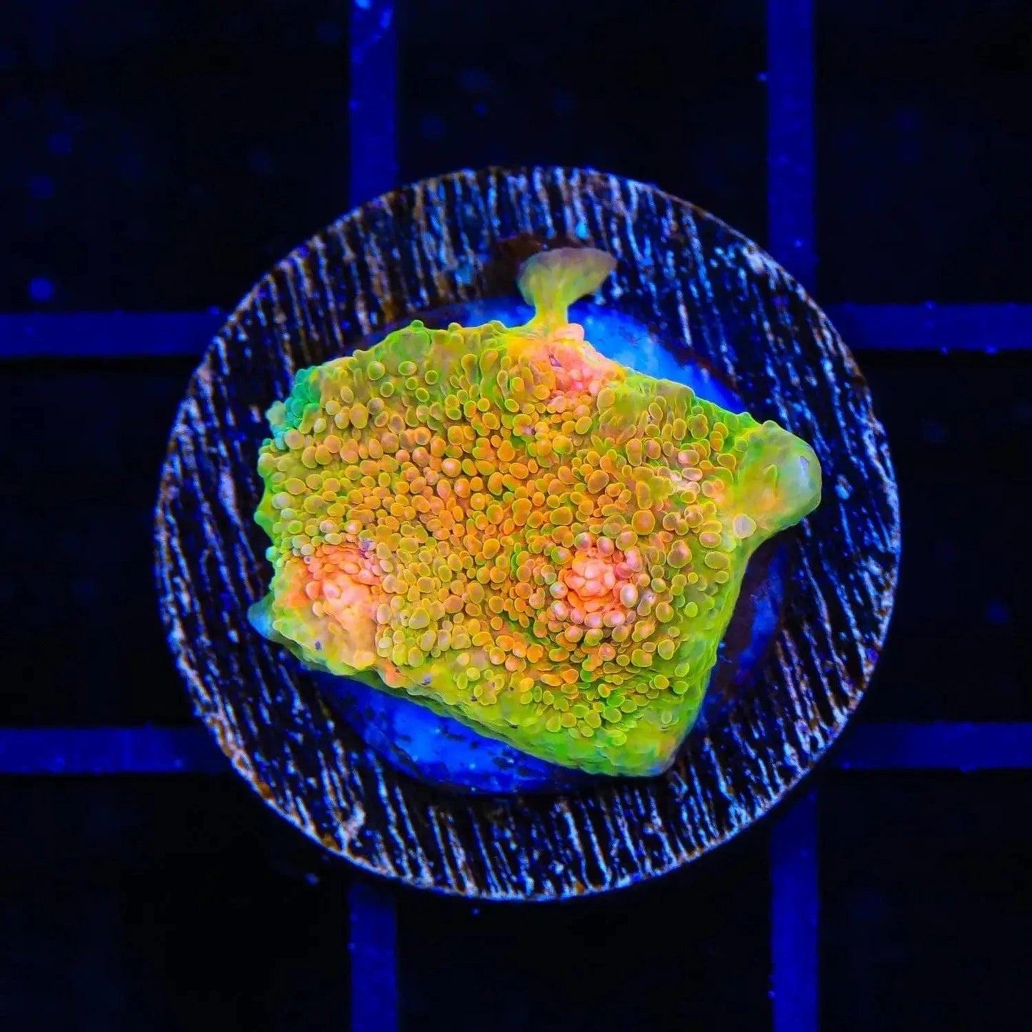 3G Mummy Eye Chalice Coral