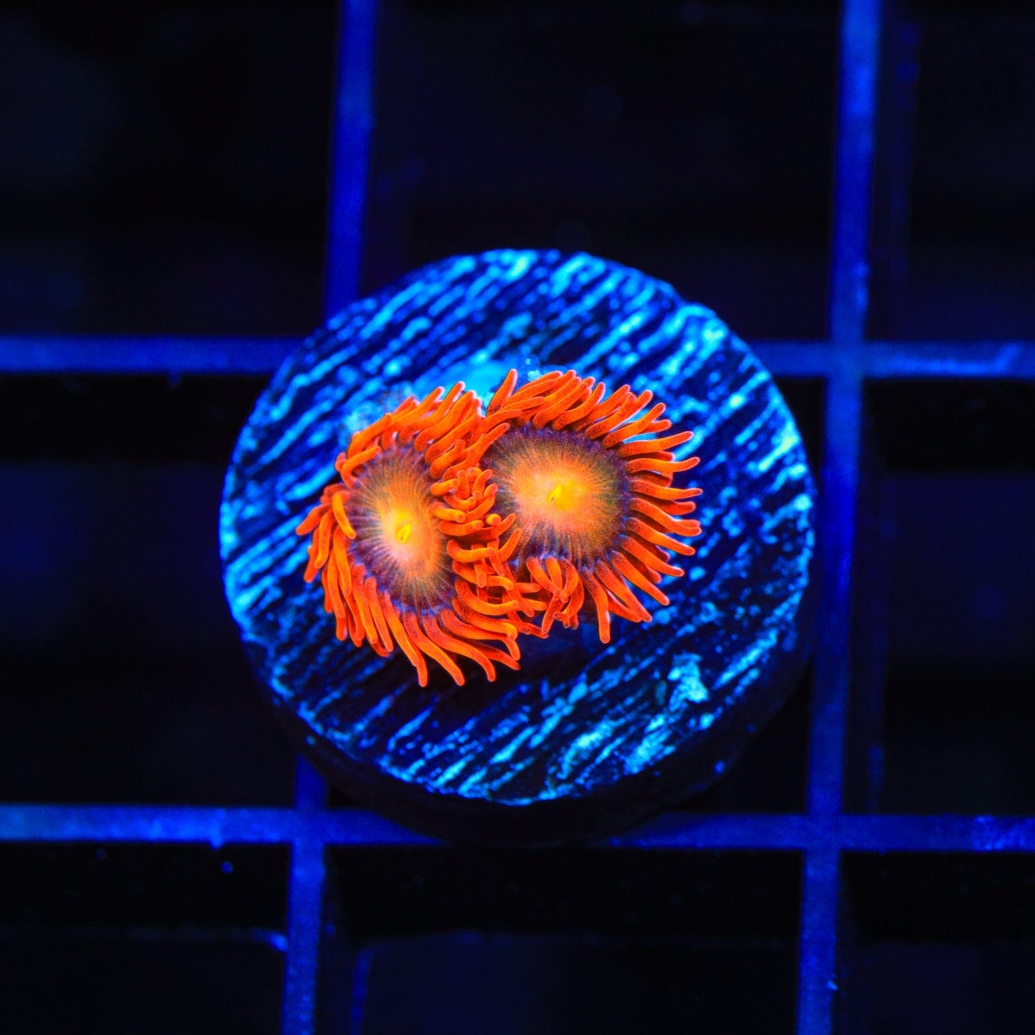ACI Lorax Zoanthids Coral