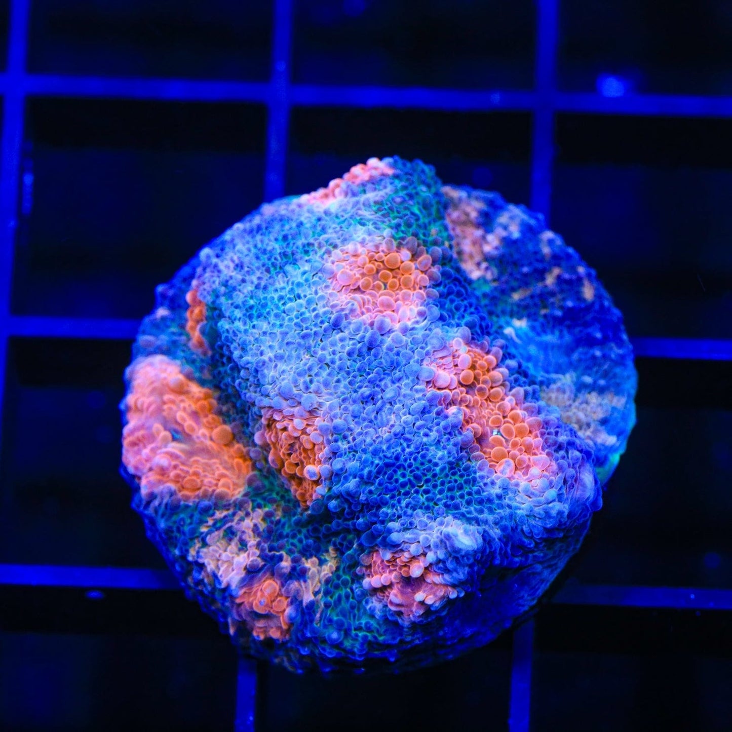 ACI Mike the Mycedium Chalice Coral