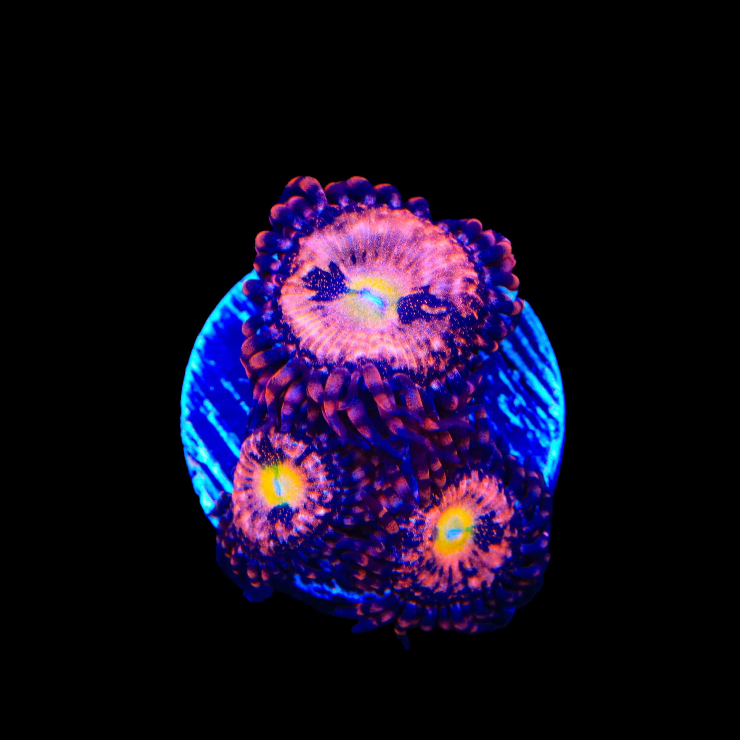 Alien Antivenom Zoanthids Coral