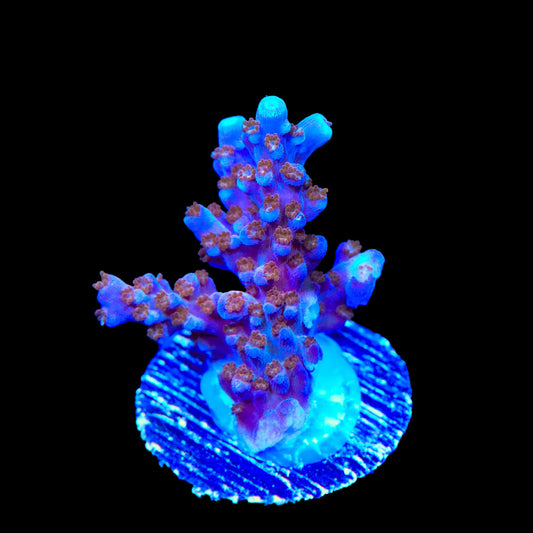 ARC Fireworks Acropora Coral