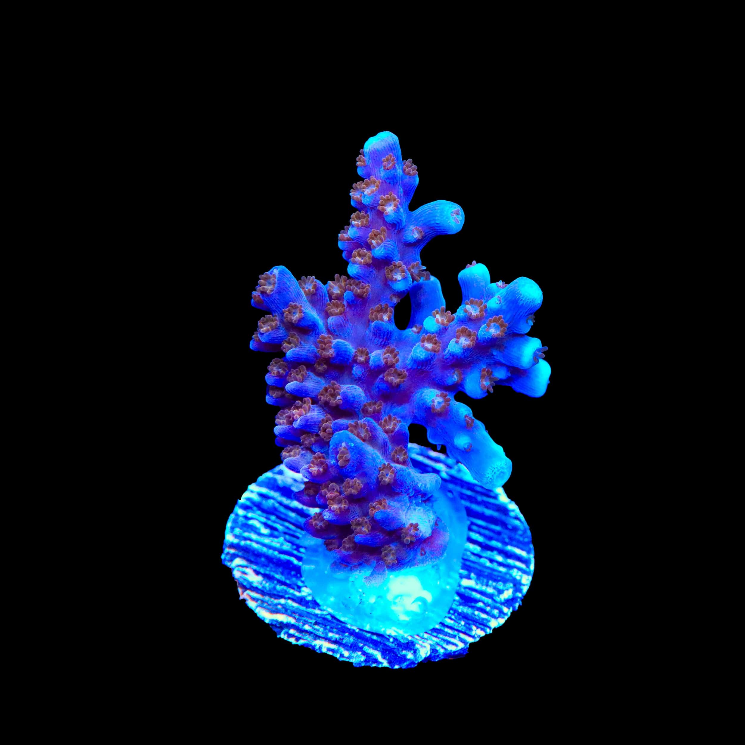 ARC Fireworks Acropora Coral