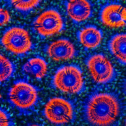 Armor of God Zoanthids Coral