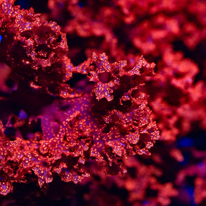 Atomic Broccoli Macroalgae - Reef Genetics