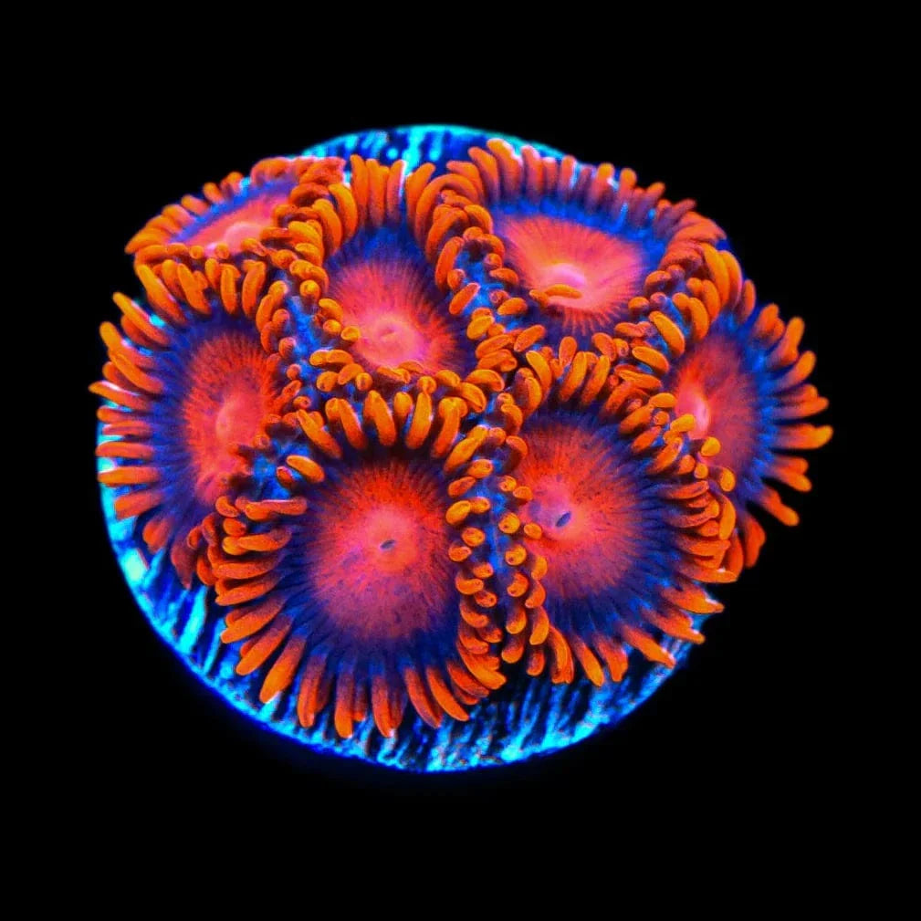 Bam Bam Zoanthids Coral