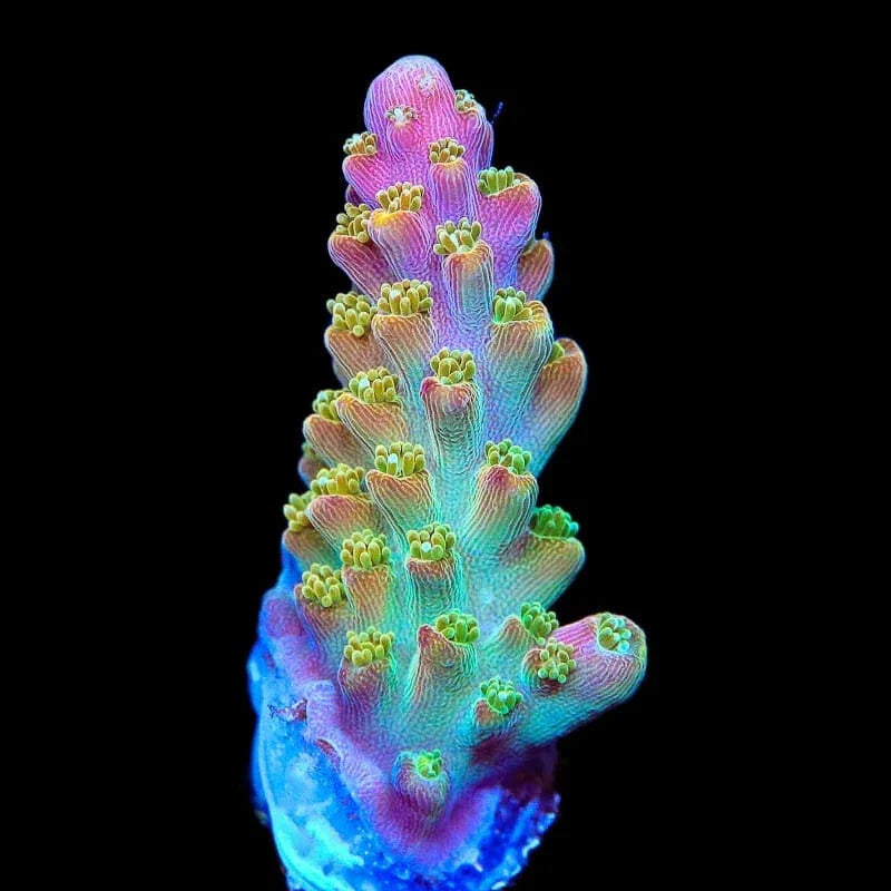 BC Bubblebath Unicorn Acropora Coral